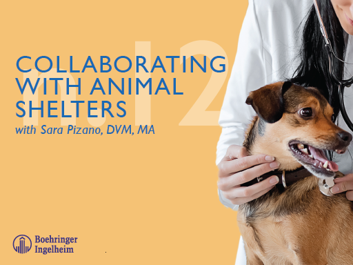 Collaborating With Animal Shelters