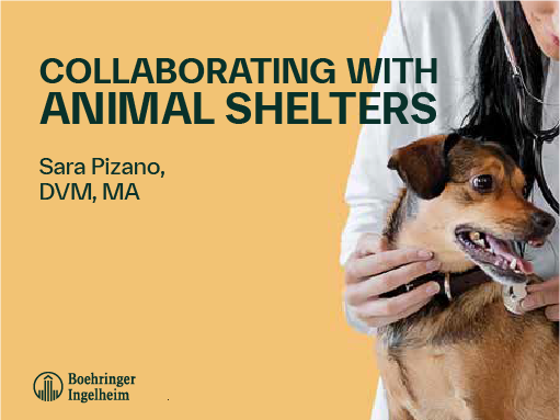 Collaborating With Animal Shelters